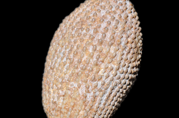 Radiole d'oursin fossile